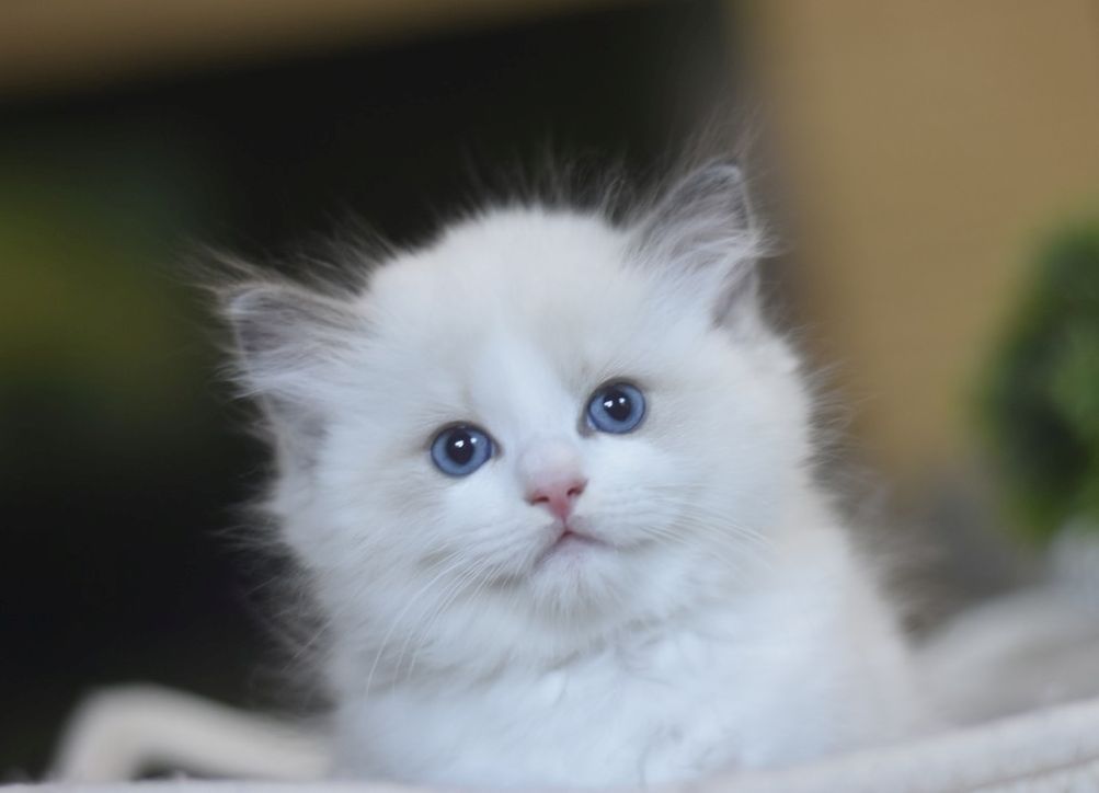 images/AvailableKittens/Lance website.jpg